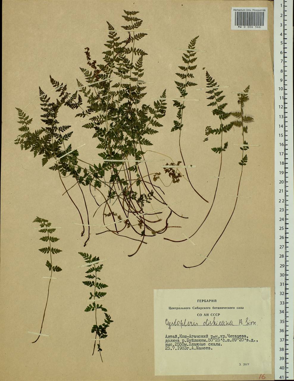 Cystopteris dickieana R. Sim, Siberia, Altai & Sayany Mountains (S2) (Russia)