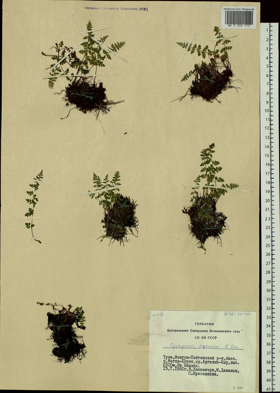 Cystopteris dickieana R. Sim, Siberia, Altai & Sayany Mountains (S2) (Russia)