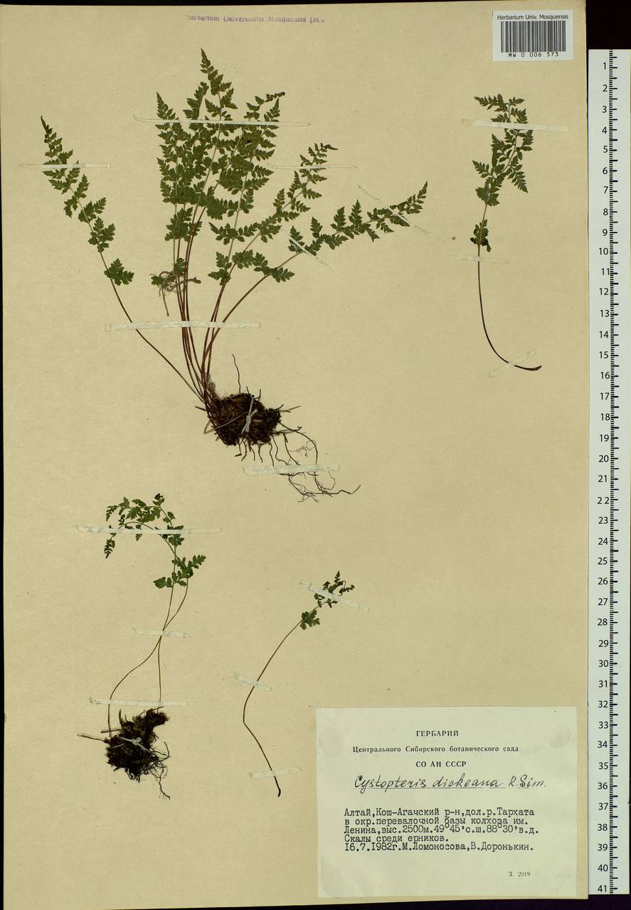 Cystopteris dickieana R. Sim, Siberia, Altai & Sayany Mountains (S2) (Russia)
