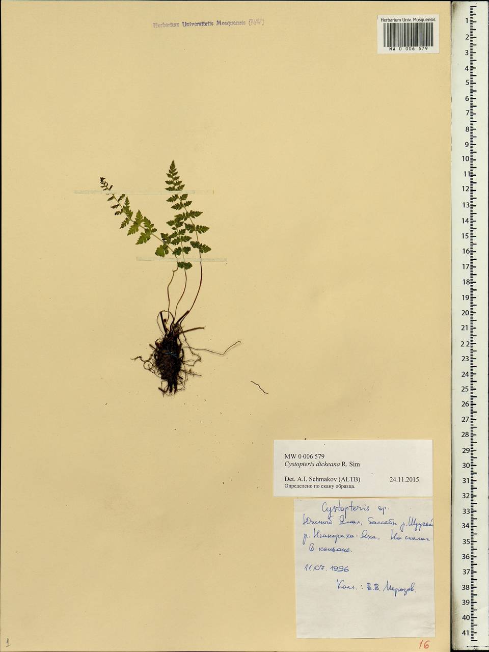 Cystopteris dickieana R. Sim, Siberia, Western Siberia (S1) (Russia)