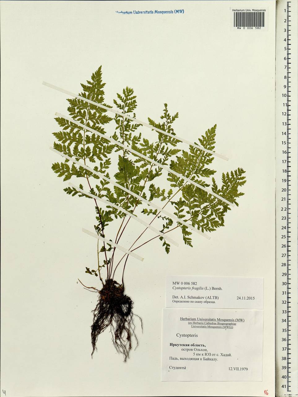 Cystopteris fragilis (L.) Bernh., Siberia, Baikal & Transbaikal region (S4) (Russia)