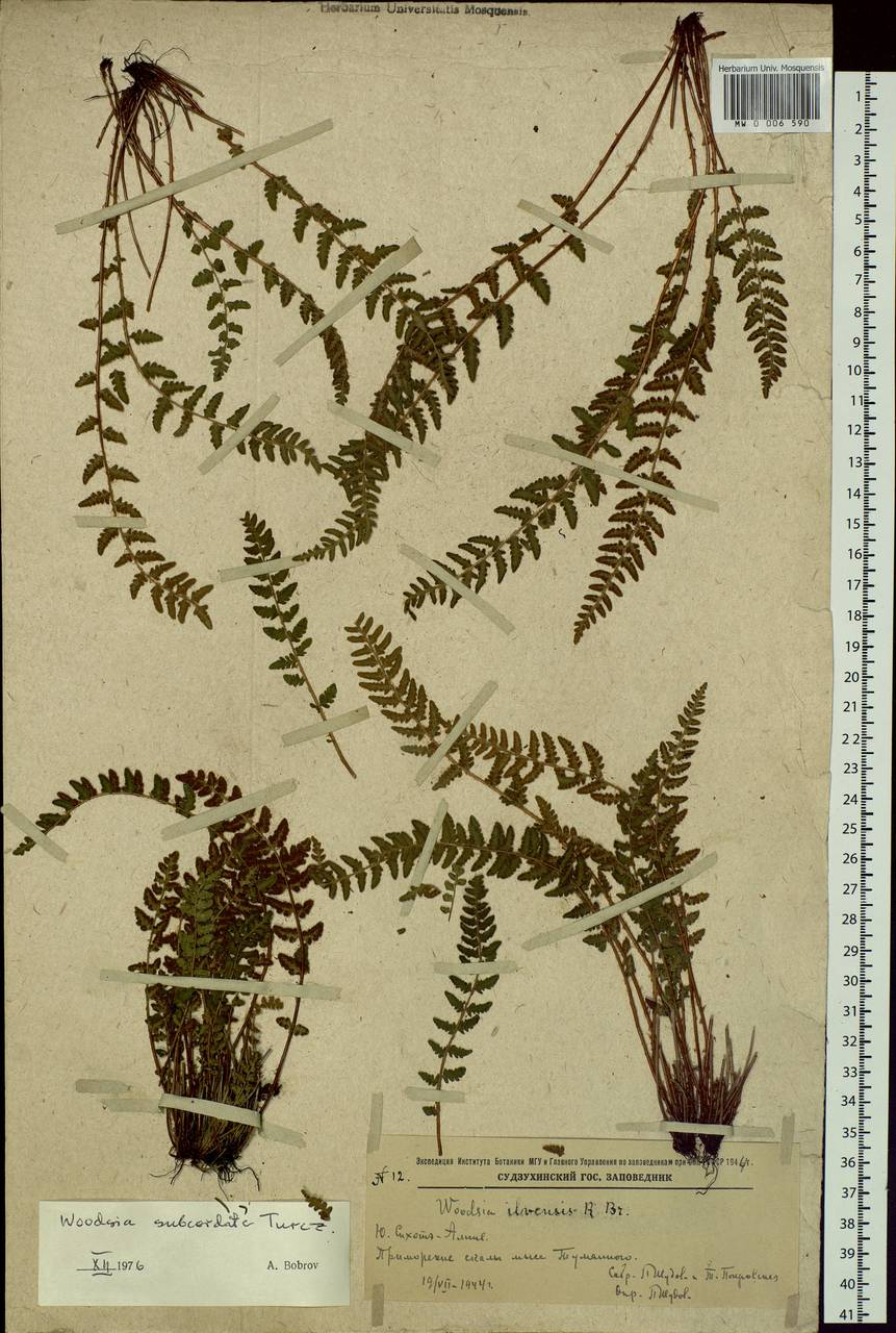 Woodsia subcordata Turcz., Siberia, Russian Far East (S6) (Russia)