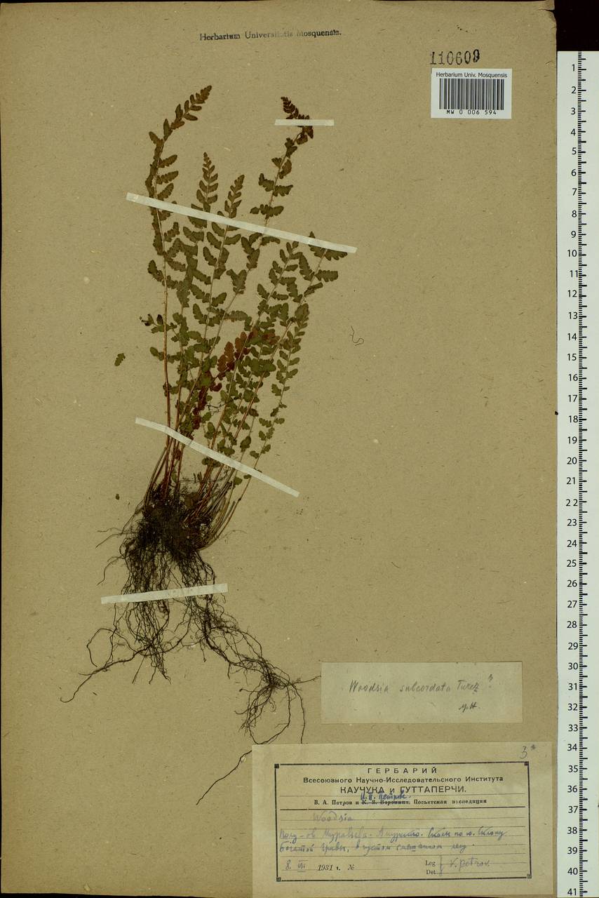 Woodsia subcordata Turcz., Siberia, Russian Far East (S6) (Russia)