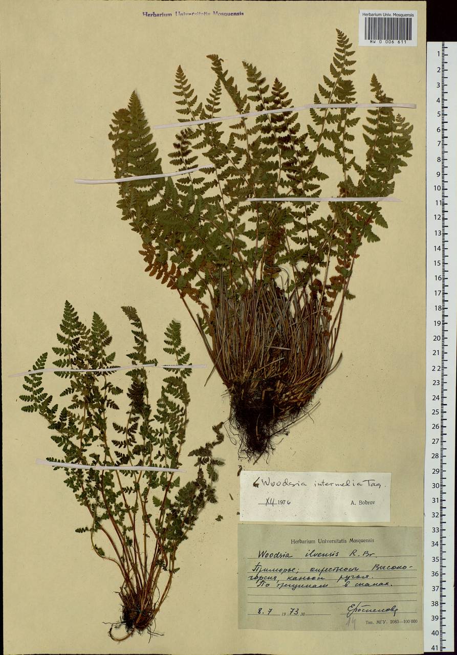 Woodsia subcordata Turcz., Siberia, Russian Far East (S6) (Russia)