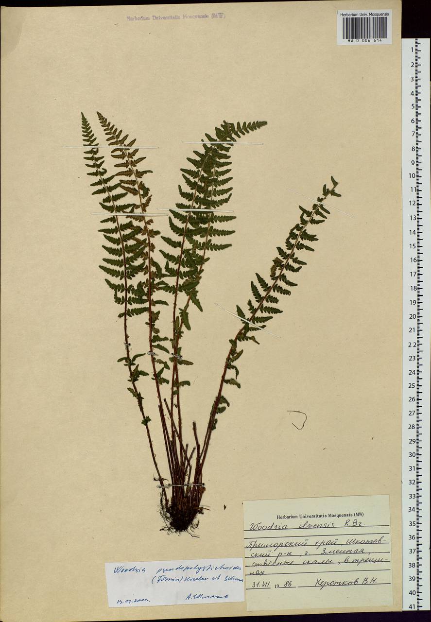 Woodsia pseudopolystichoides (Fomin) Kiselev & Shmakov, Siberia, Russian Far East (S6) (Russia)