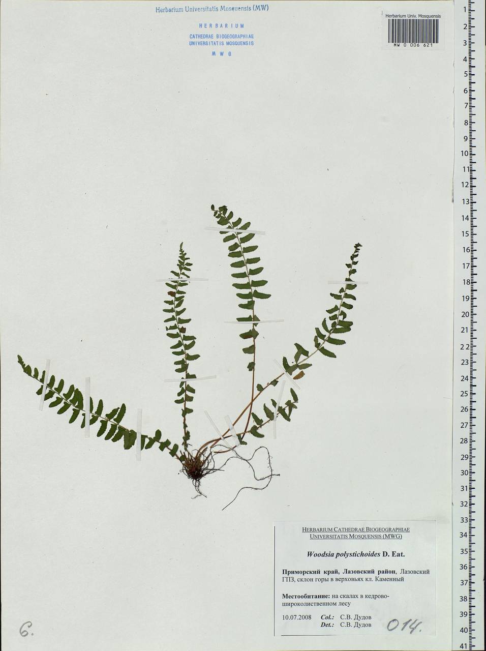 Woodsia polystichoides D. C. Eat., Siberia, Russian Far East (S6) (Russia)