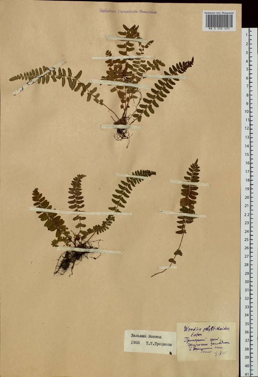 Woodsia polystichoides D. C. Eaton, Siberia, Russian Far East (S6) (Russia)