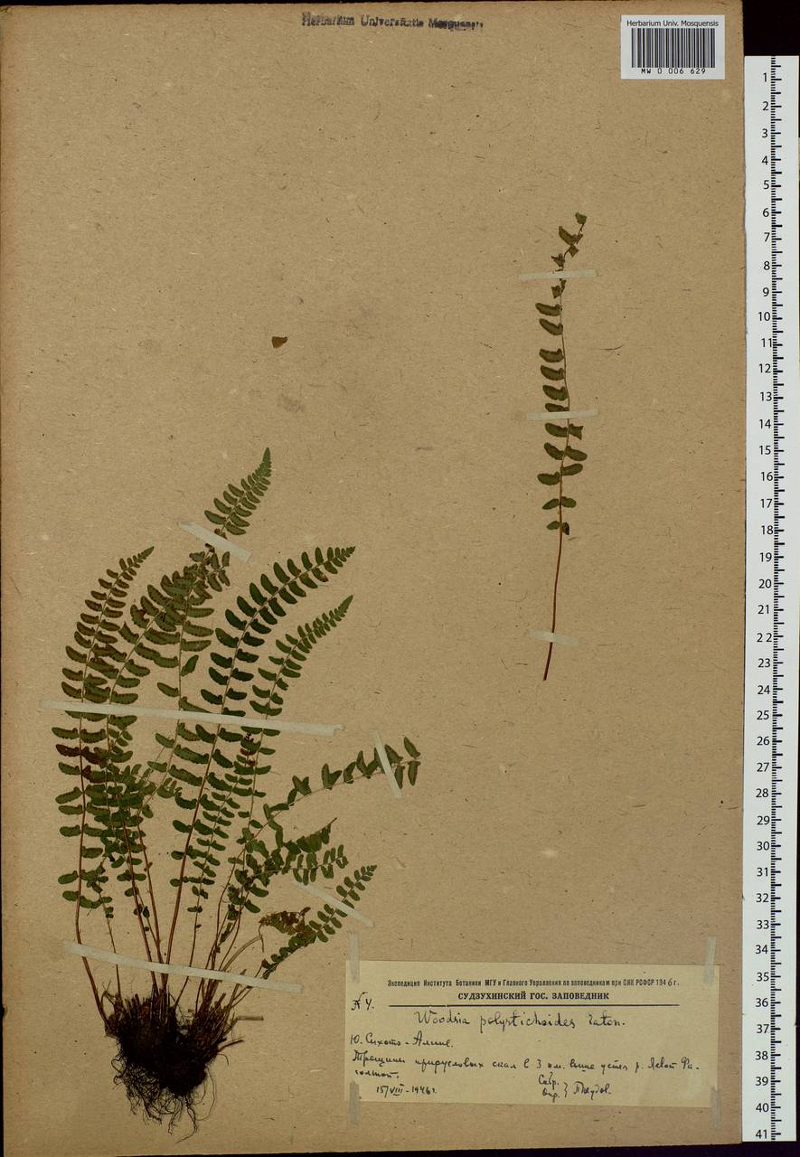 Woodsia polystichoides D. C. Eat., Siberia, Russian Far East (S6) (Russia)