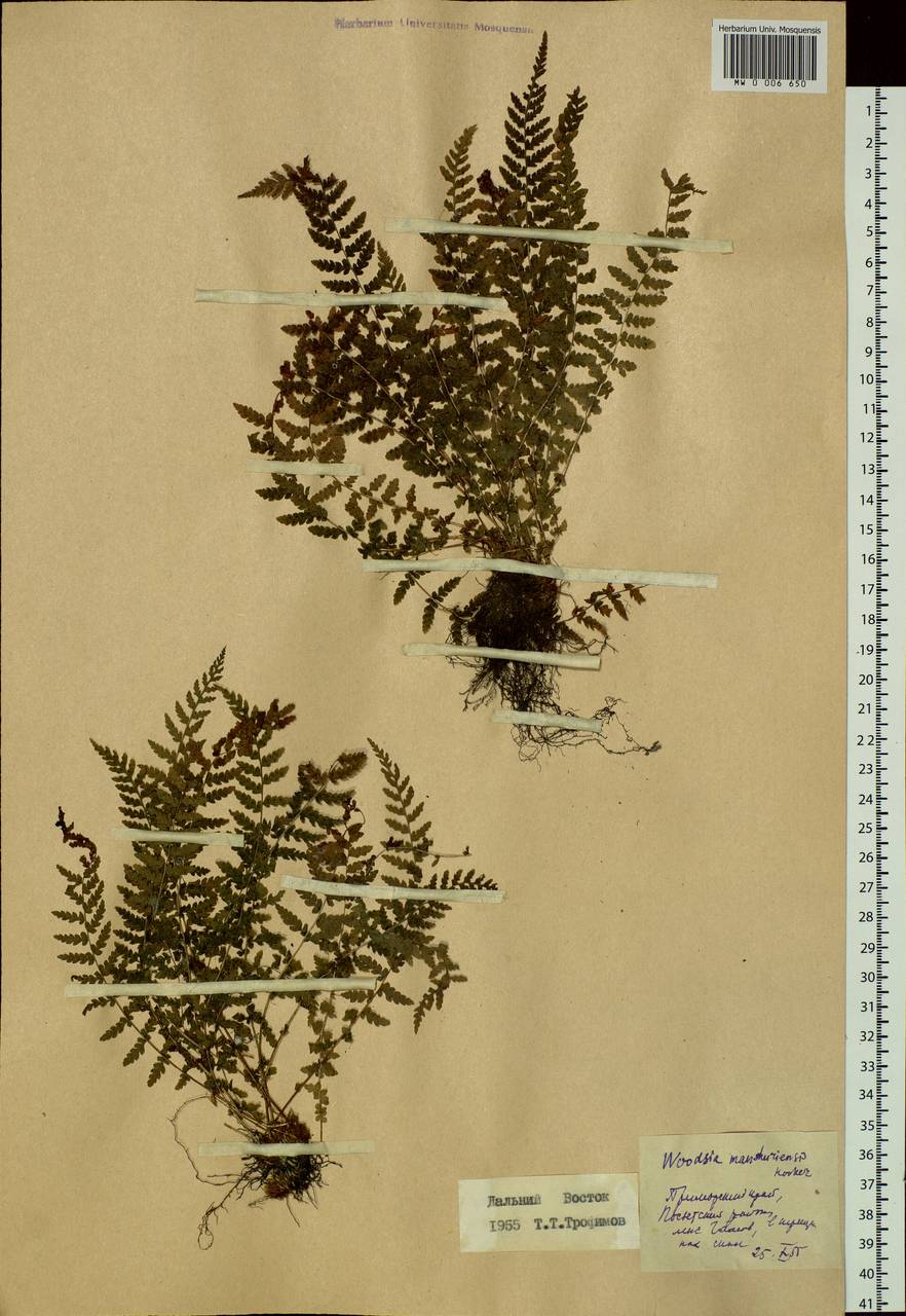 Physematium manchuriense (Hook.) Nakai, Siberia, Russian Far East (S6) (Russia)