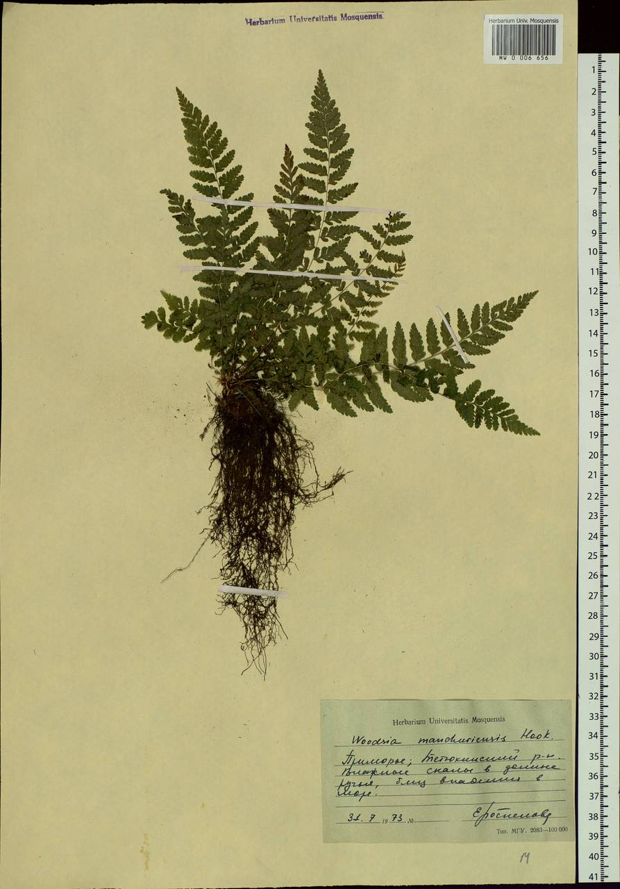 Physematium manchuriense (Hook.) Nakai, Siberia, Russian Far East (S6) (Russia)