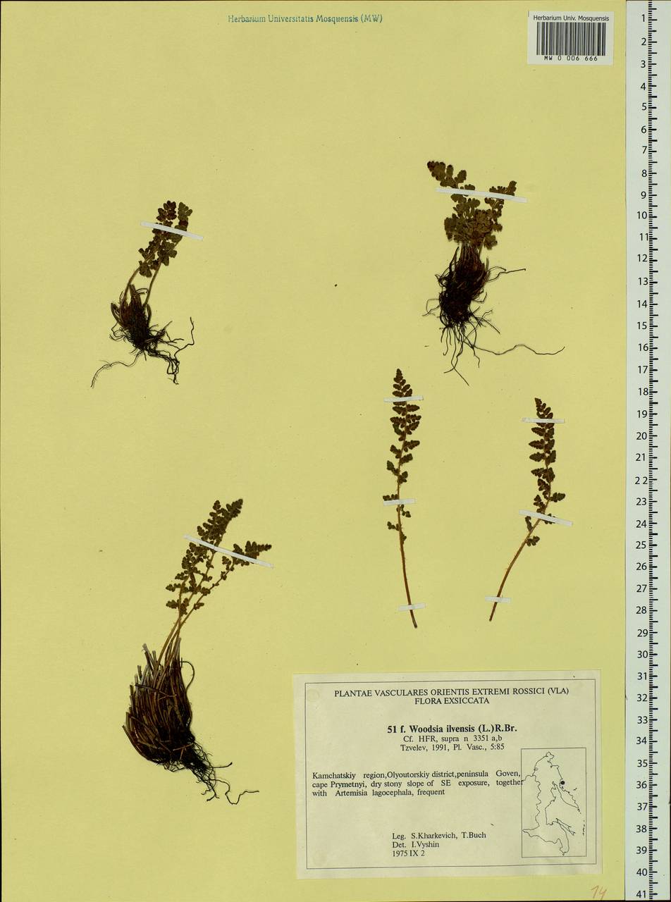 Woodsia ilvensis (L.) R. Br., Siberia, Chukotka & Kamchatka (S7) (Russia)