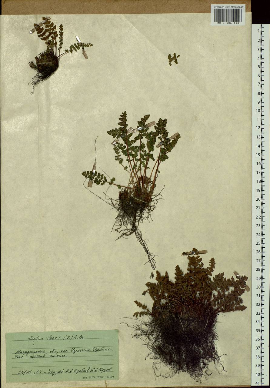Woodsia ilvensis (L.) R. Br., Siberia, Chukotka & Kamchatka (S7) (Russia)