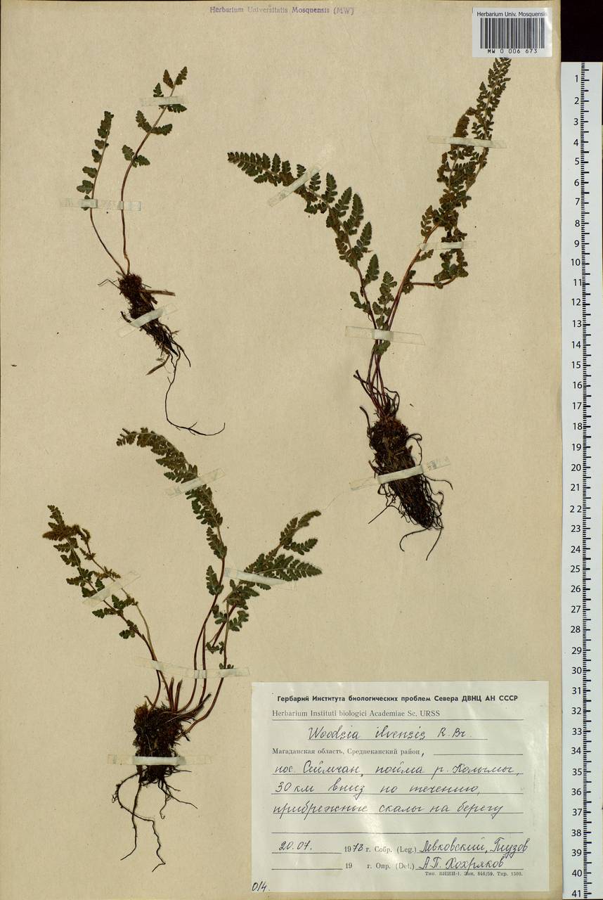 Woodsia ilvensis (L.) R. Br., Siberia, Chukotka & Kamchatka (S7) (Russia)