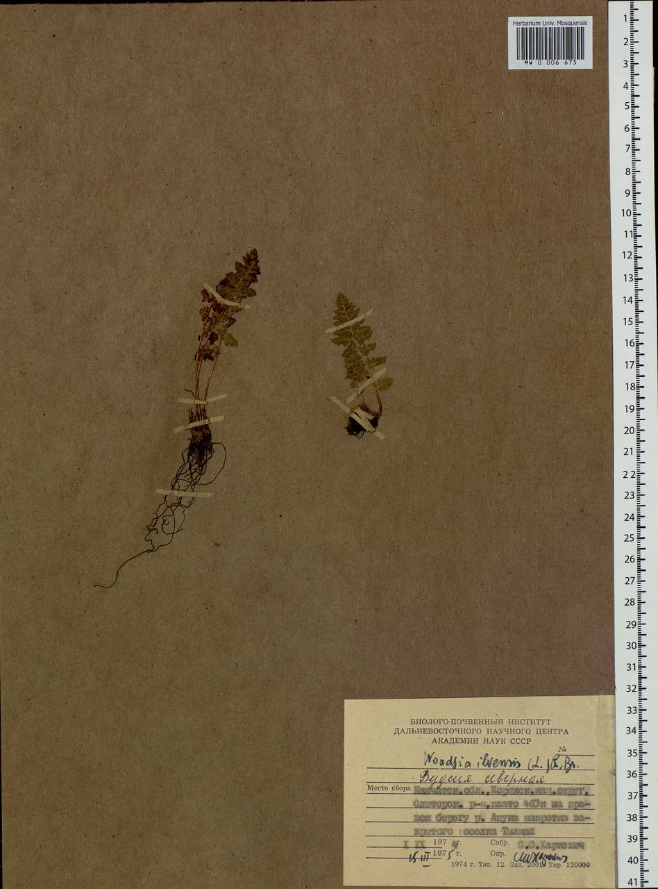 Woodsia ilvensis (L.) R. Br., Siberia, Chukotka & Kamchatka (S7) (Russia)