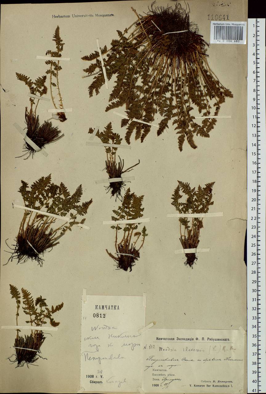 Woodsia ilvensis (L.) R. Br., Siberia, Chukotka & Kamchatka (S7) (Russia)