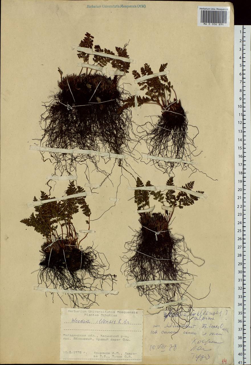 Woodsia ilvensis (L.) R. Br., Siberia, Chukotka & Kamchatka (S7) (Russia)