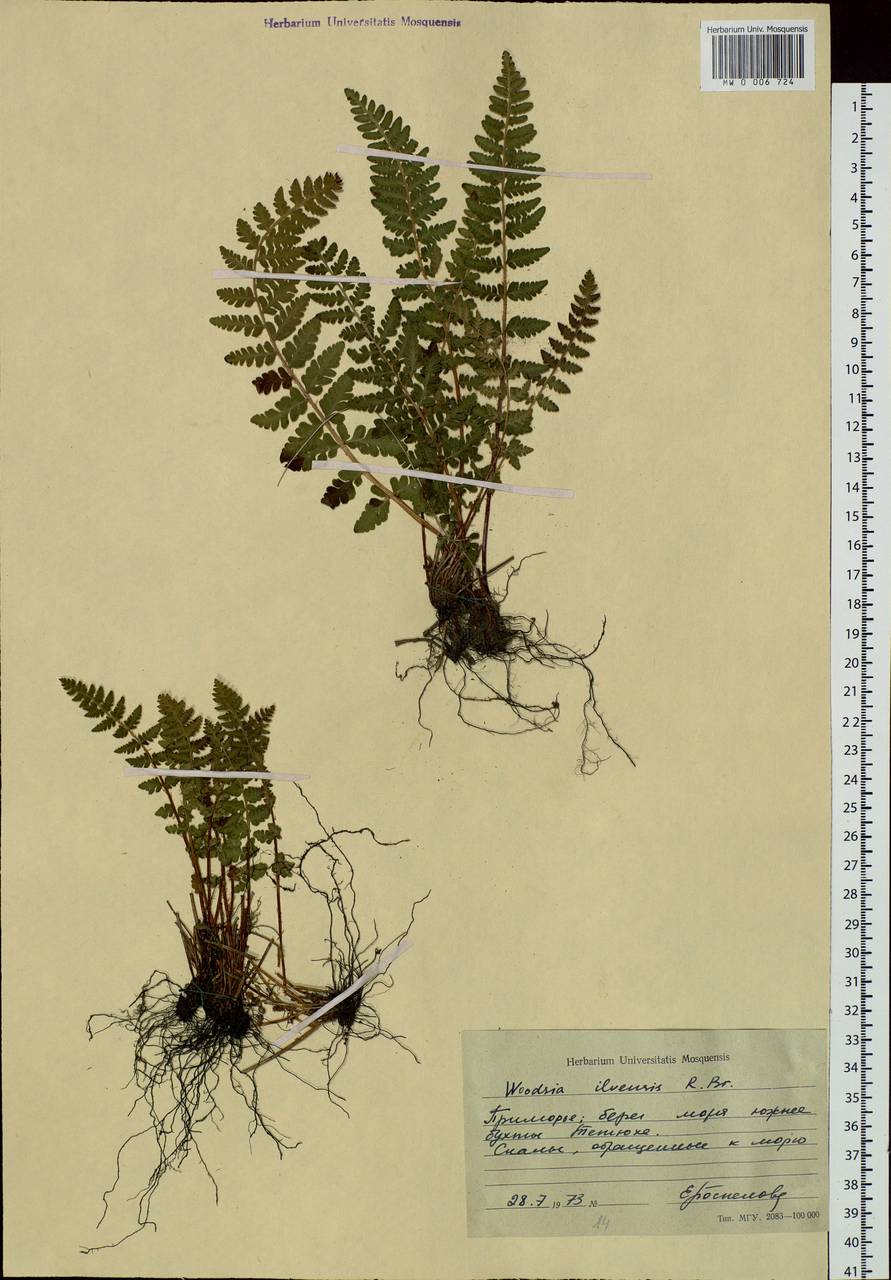 Woodsia ilvensis (L.) R. Br., Siberia, Russian Far East (S6) (Russia)