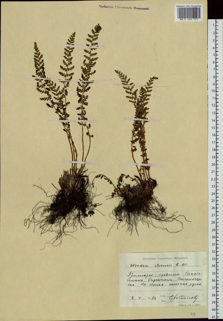 Woodsia ilvensis (L.) R. Br., Siberia, Russian Far East (S6) (Russia)