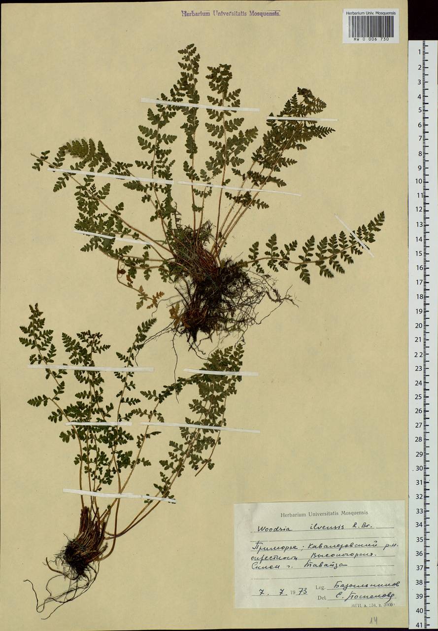 Woodsia ilvensis (L.) R. Br., Siberia, Russian Far East (S6) (Russia)