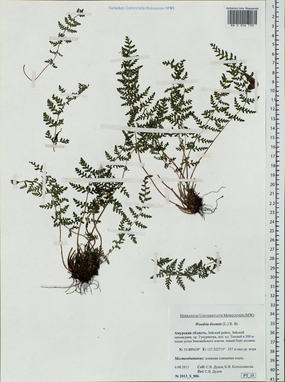 Woodsia ilvensis (L.) R. Br., Siberia, Russian Far East (S6) (Russia)