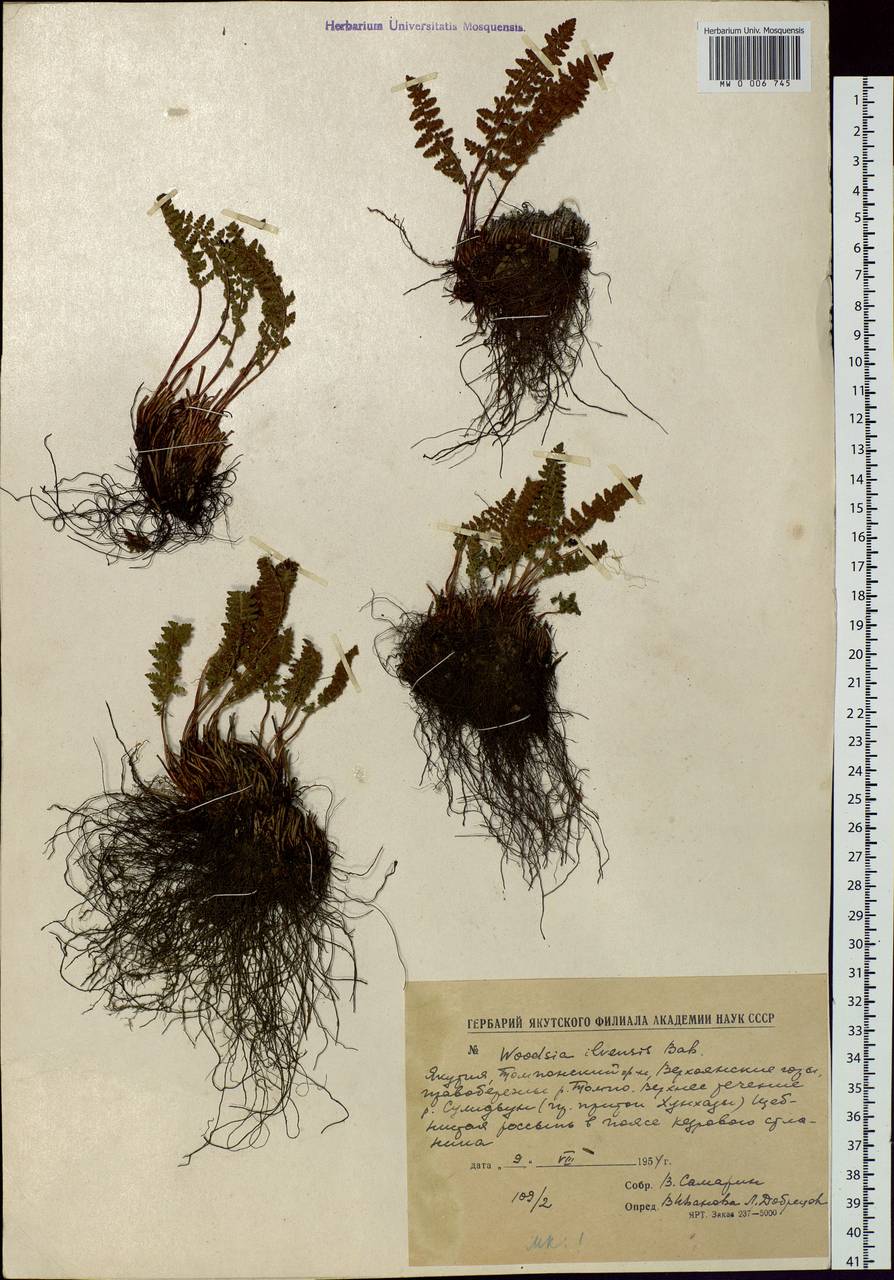 Woodsia ilvensis (L.) R. Br., Siberia, Yakutia (S5) (Russia)