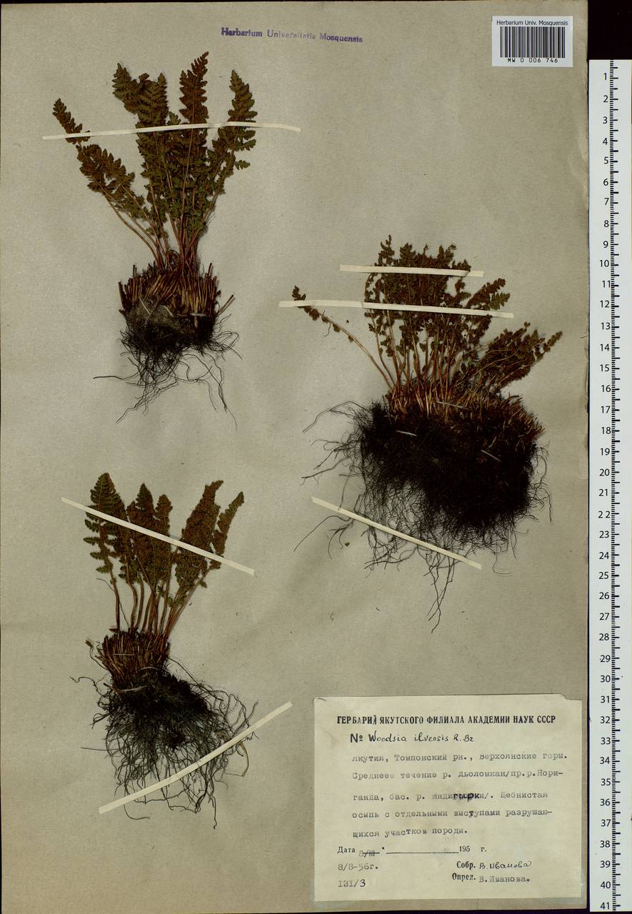 Woodsia ilvensis (L.) R. Br., Siberia, Yakutia (S5) (Russia)