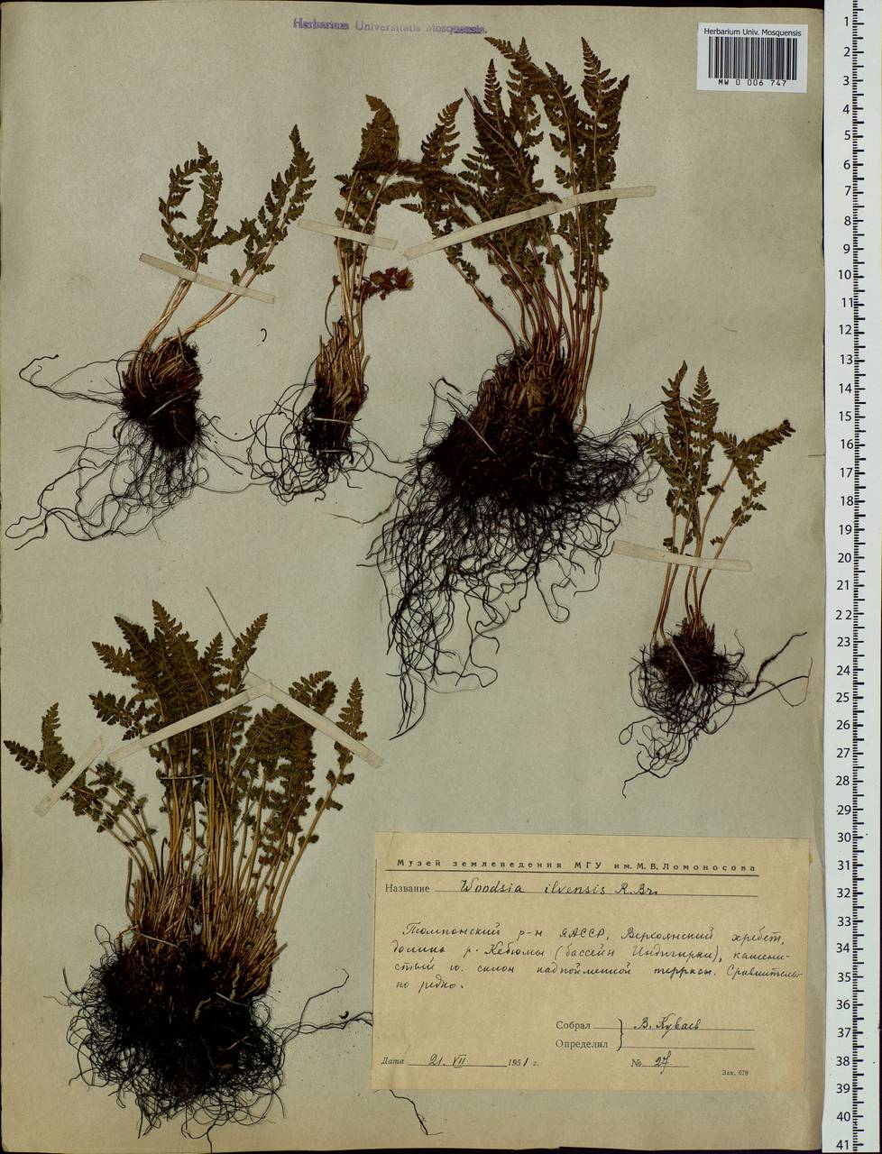 Woodsia ilvensis (L.) R. Br., Siberia, Yakutia (S5) (Russia)