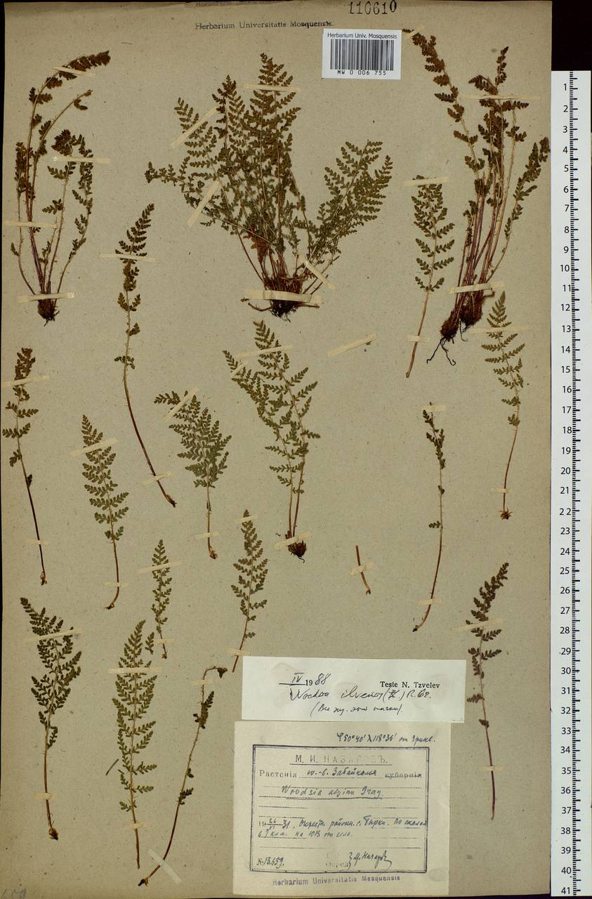 Woodsia ilvensis (L.) R. Br., Siberia, Baikal & Transbaikal region (S4) (Russia)