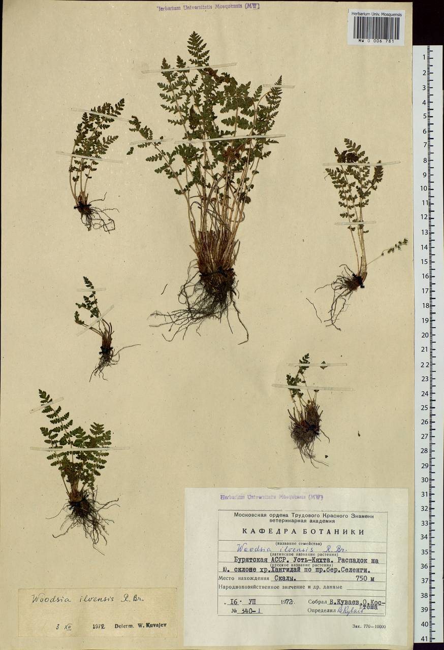 Woodsia ilvensis (L.) R. Br., Siberia, Baikal & Transbaikal region (S4) (Russia)