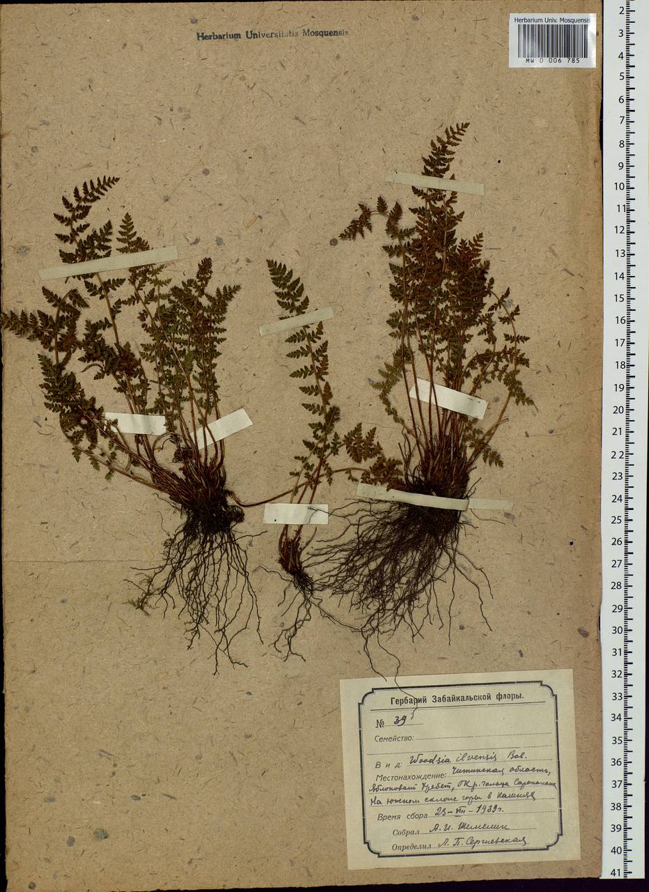 Woodsia ilvensis (L.) R. Br., Siberia, Baikal & Transbaikal region (S4) (Russia)