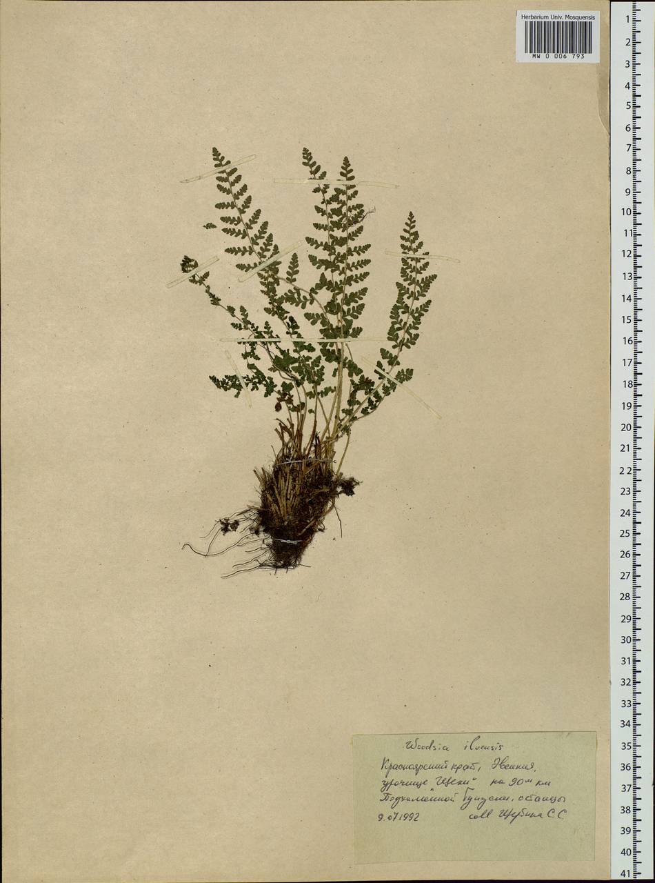 Woodsia ilvensis (L.) R. Br., Siberia, Central Siberia (S3) (Russia)