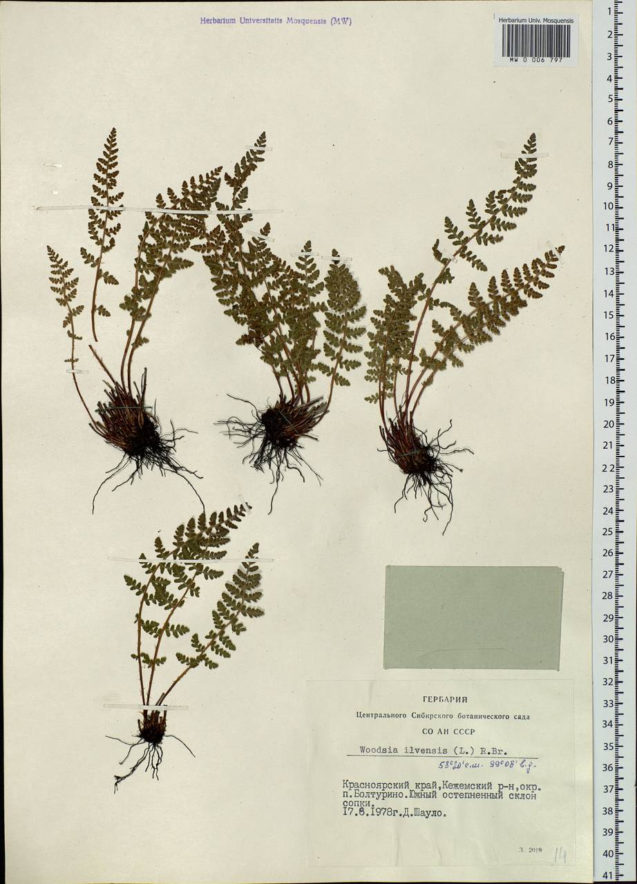 Woodsia ilvensis (L.) R. Br., Siberia, Central Siberia (S3) (Russia)