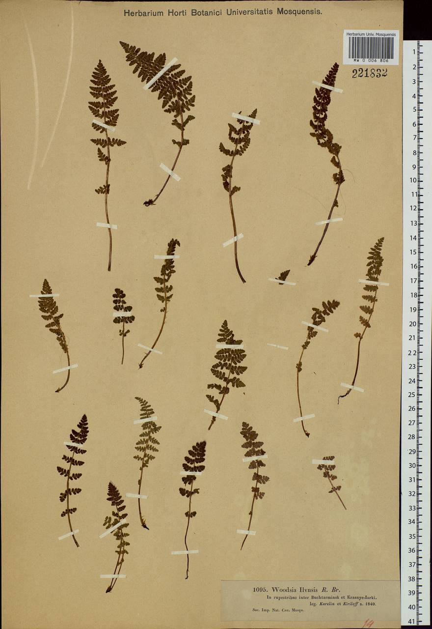 Woodsia ilvensis (L.) R. Br., Siberia, Western (Kazakhstan) Altai Mountains (S2a) (Kazakhstan)