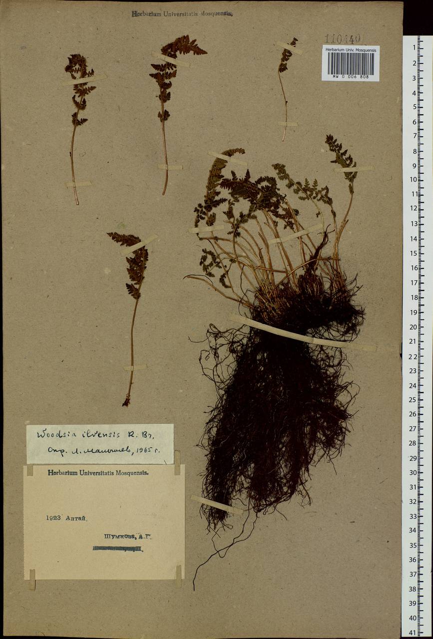 Woodsia ilvensis (L.) R. Br., Siberia, Western (Kazakhstan) Altai Mountains (S2a) (Kazakhstan)