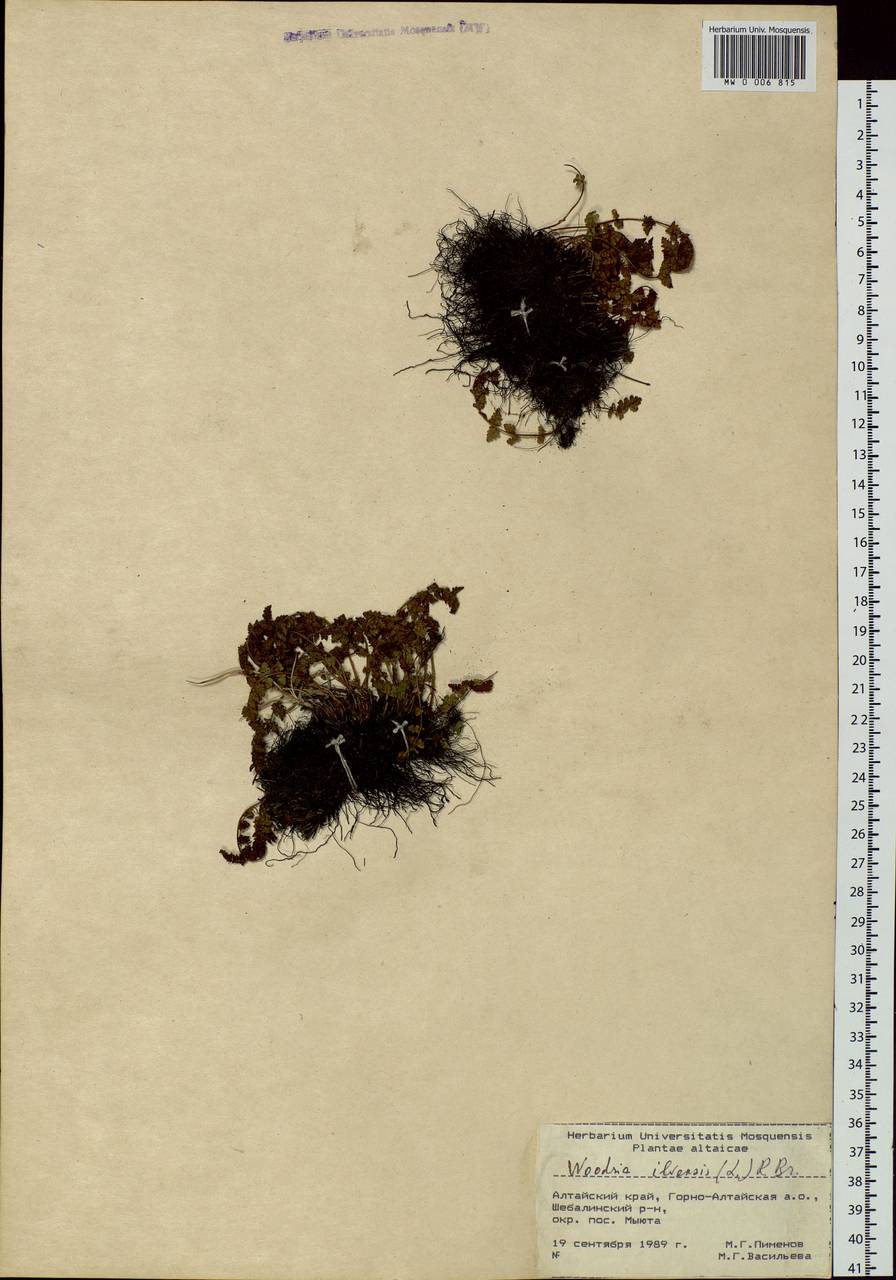 Woodsia ilvensis (L.) R. Br., Siberia, Altai & Sayany Mountains (S2) (Russia)