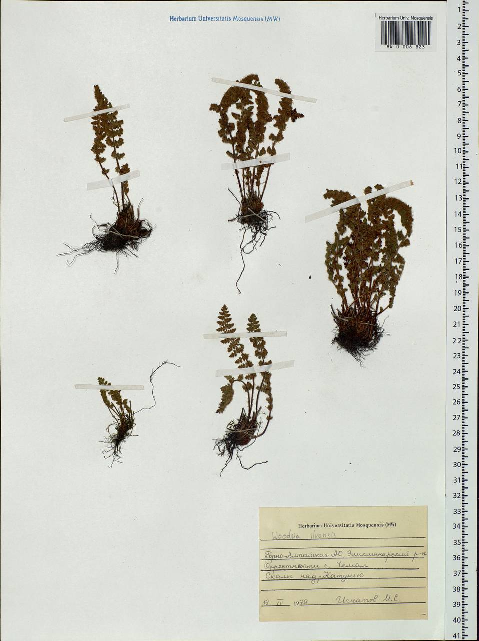 Woodsia ilvensis (L.) R. Br., Siberia, Altai & Sayany Mountains (S2) (Russia)