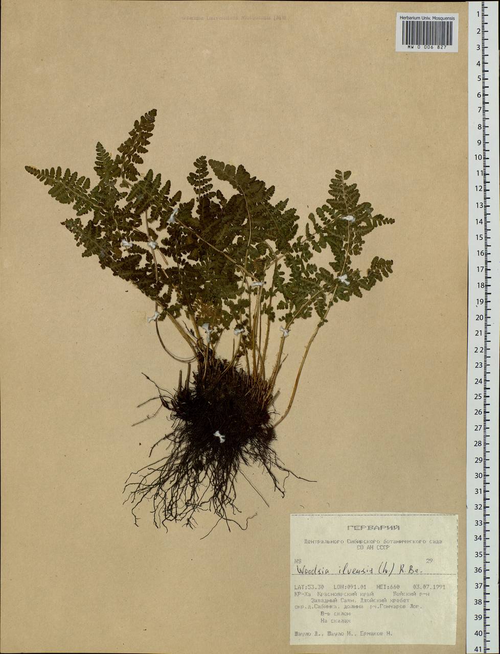 Woodsia ilvensis (L.) R. Br., Siberia, Altai & Sayany Mountains (S2) (Russia)