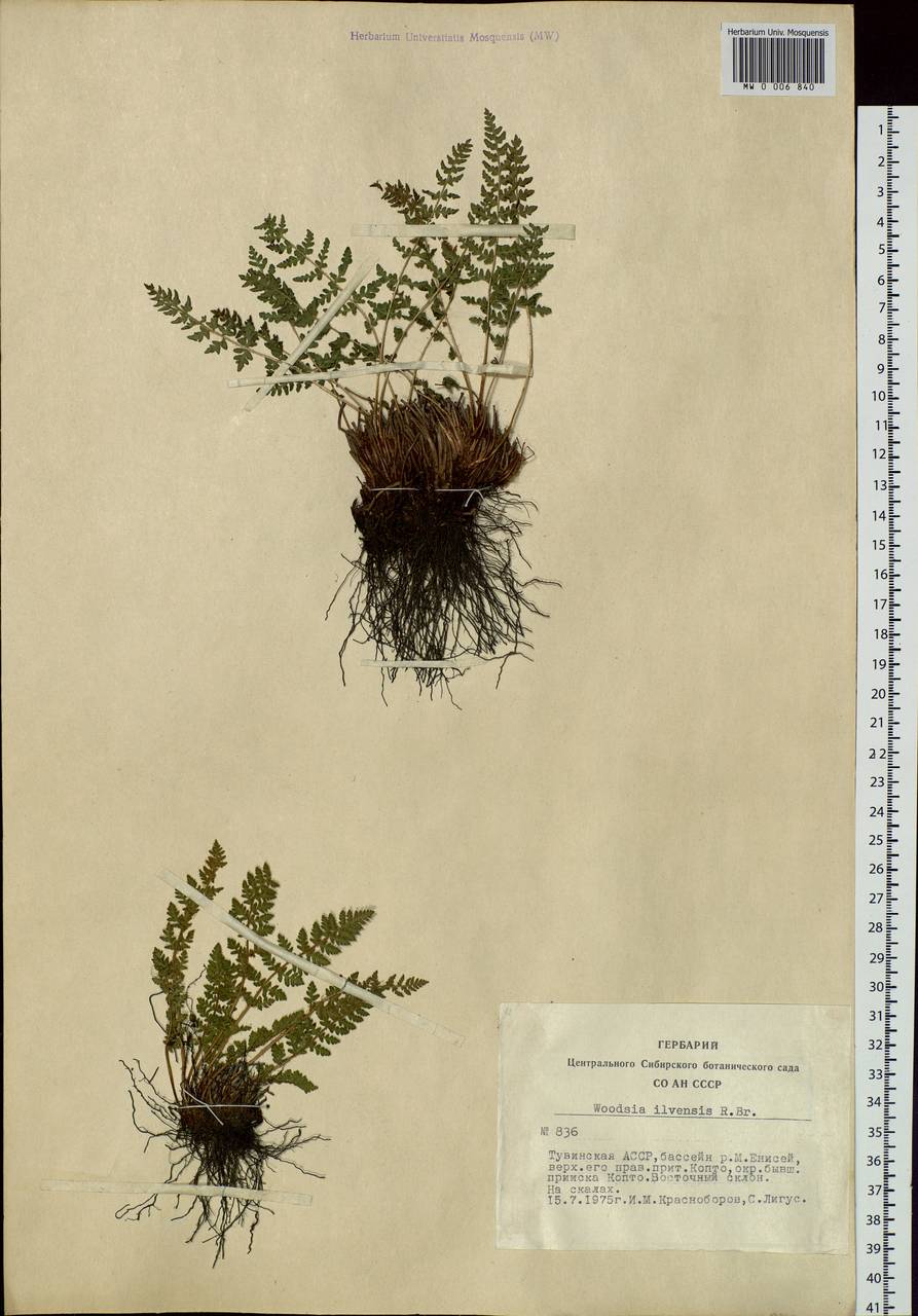 Woodsia ilvensis (L.) R. Br., Siberia, Altai & Sayany Mountains (S2) (Russia)
