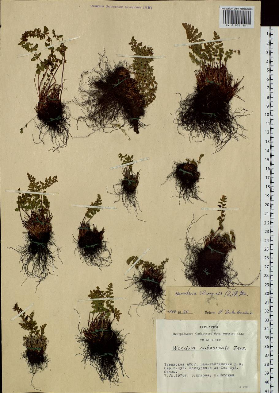 Woodsia ilvensis (L.) R. Br., Siberia, Altai & Sayany Mountains (S2) (Russia)