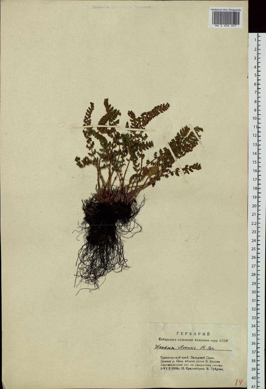 Woodsia ilvensis (L.) R. Br., Siberia, Altai & Sayany Mountains (S2) (Russia)