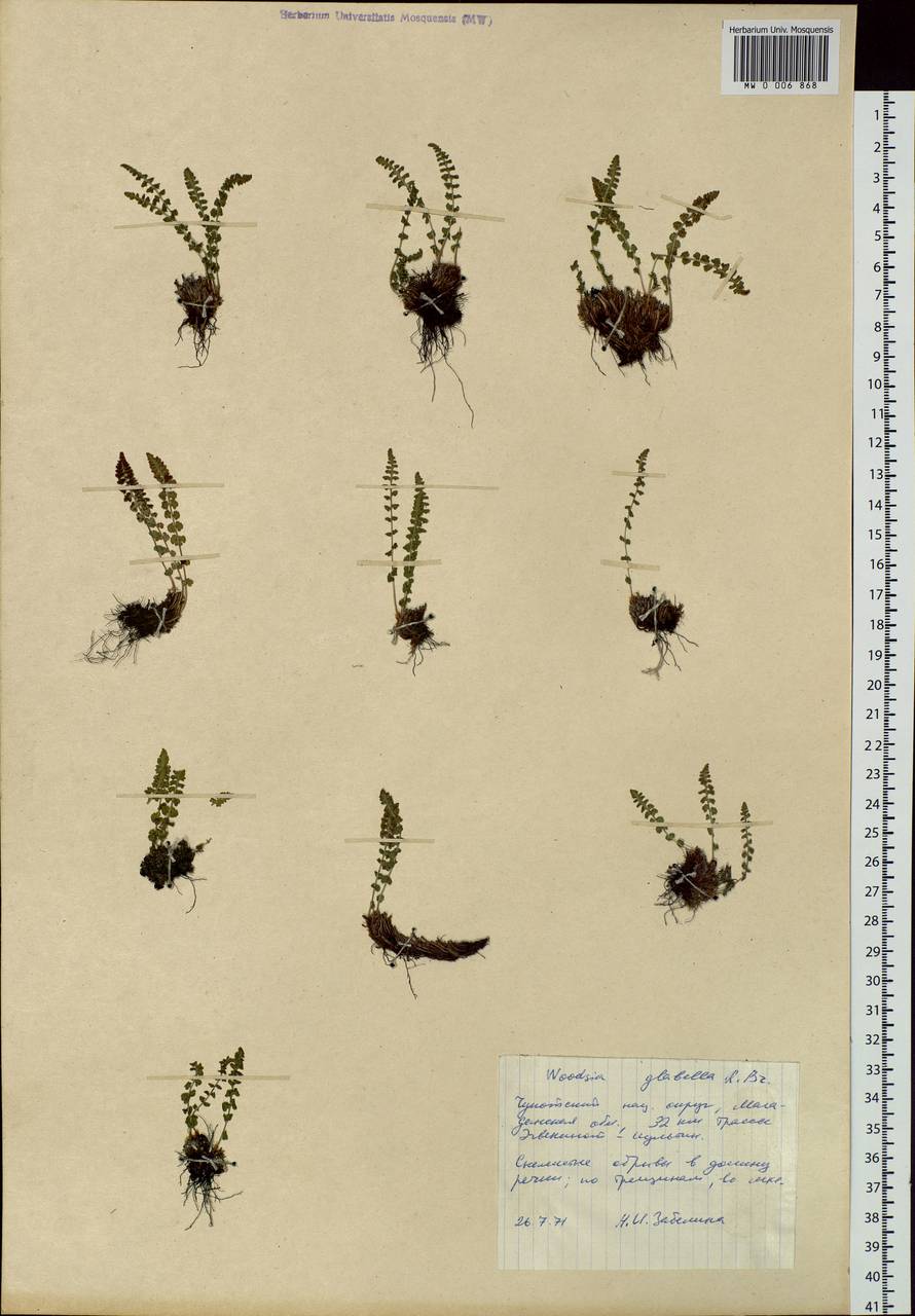 Woodsia glabella, Siberia, Chukotka & Kamchatka (S7) (Russia)