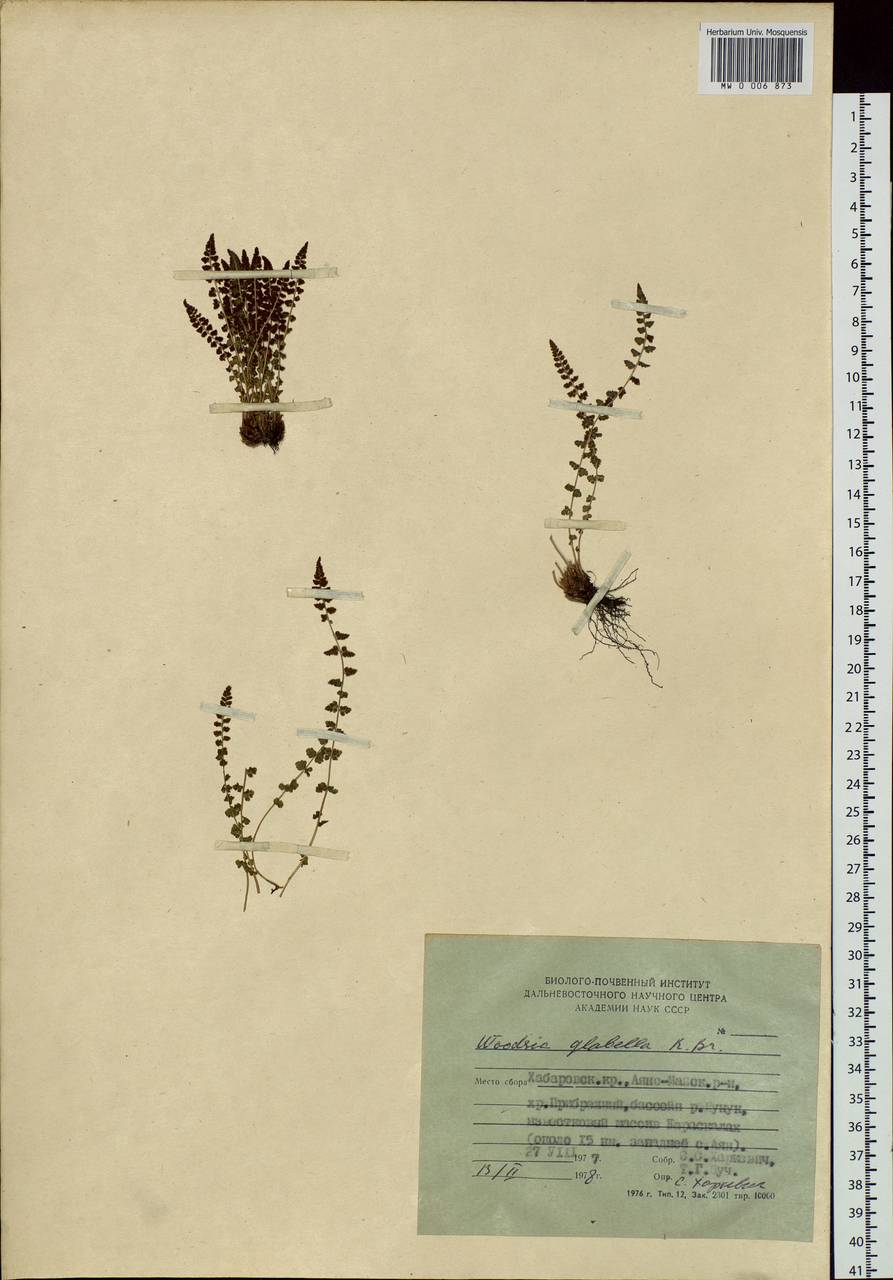 Woodsia glabella, Siberia, Russian Far East (S6) (Russia)