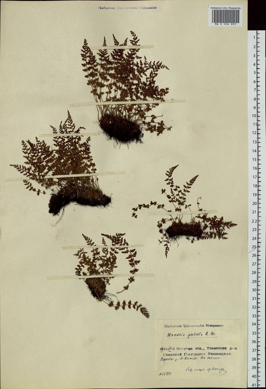 Woodsia glabella, Siberia, Baikal & Transbaikal region (S4) (Russia)