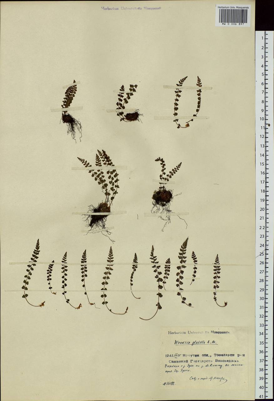 Woodsia glabella, Siberia, Baikal & Transbaikal region (S4) (Russia)