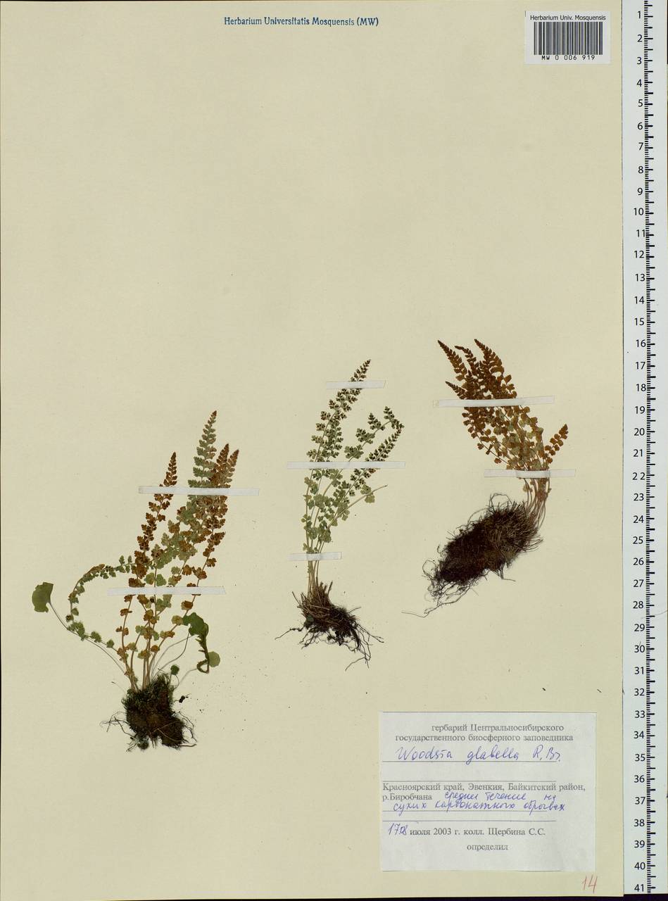 Woodsia glabella, Siberia, Central Siberia (S3) (Russia)