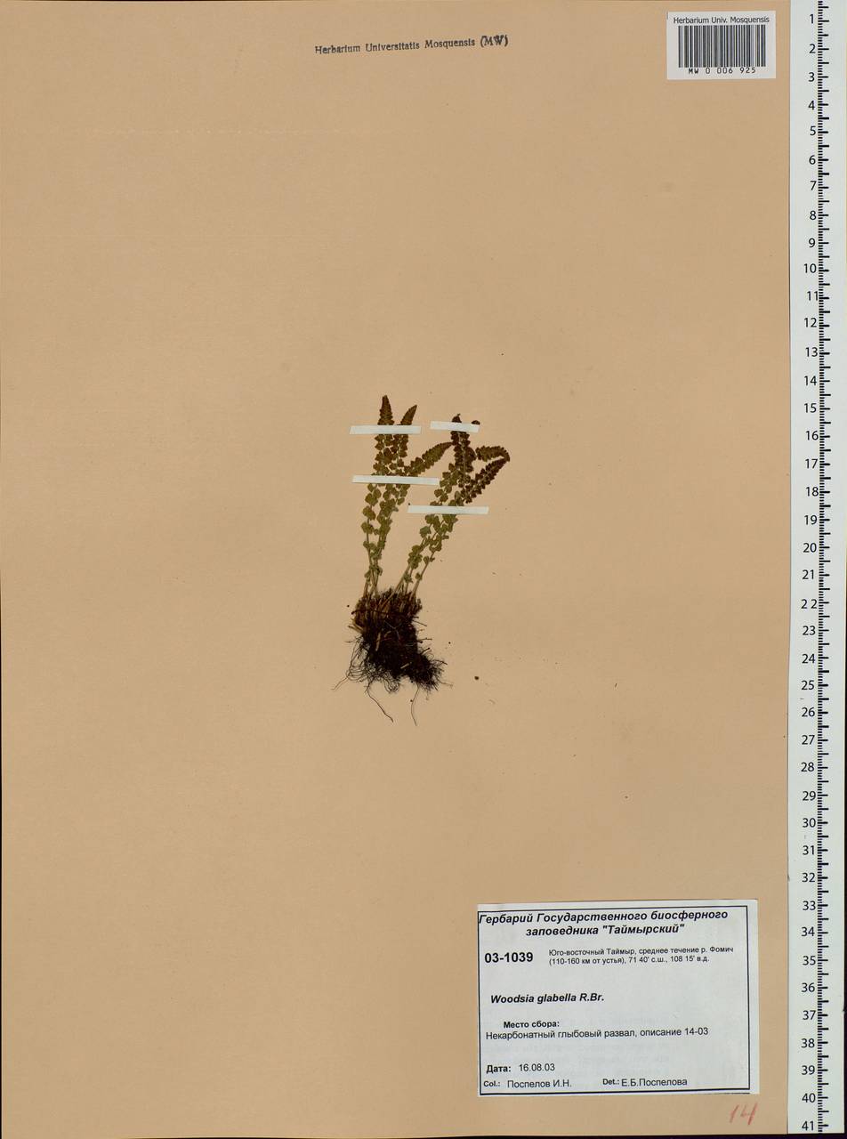 Woodsia glabella R. Br., Siberia, Central Siberia (S3) (Russia)