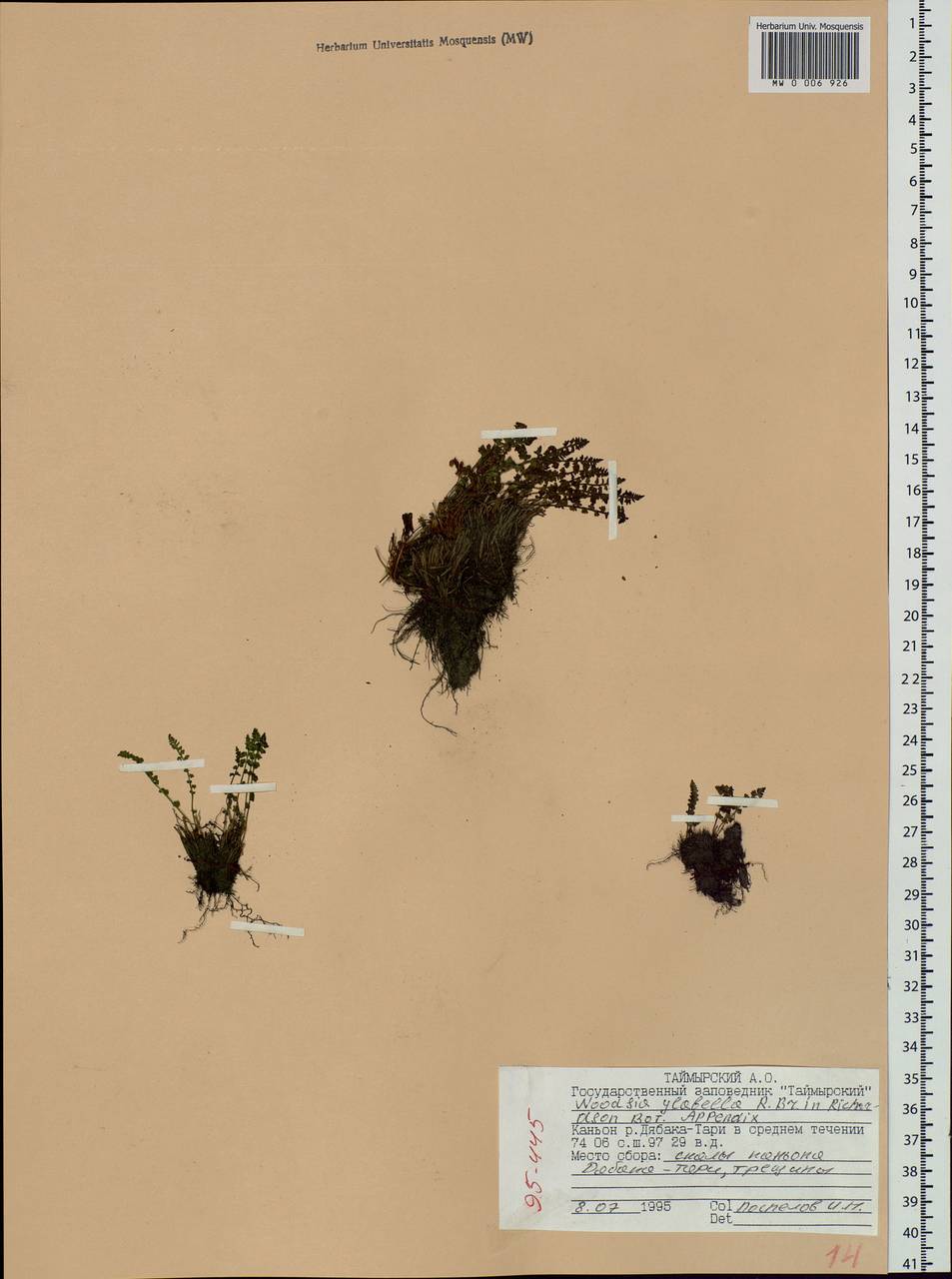 Woodsia glabella R. Br., Siberia, Central Siberia (S3) (Russia)