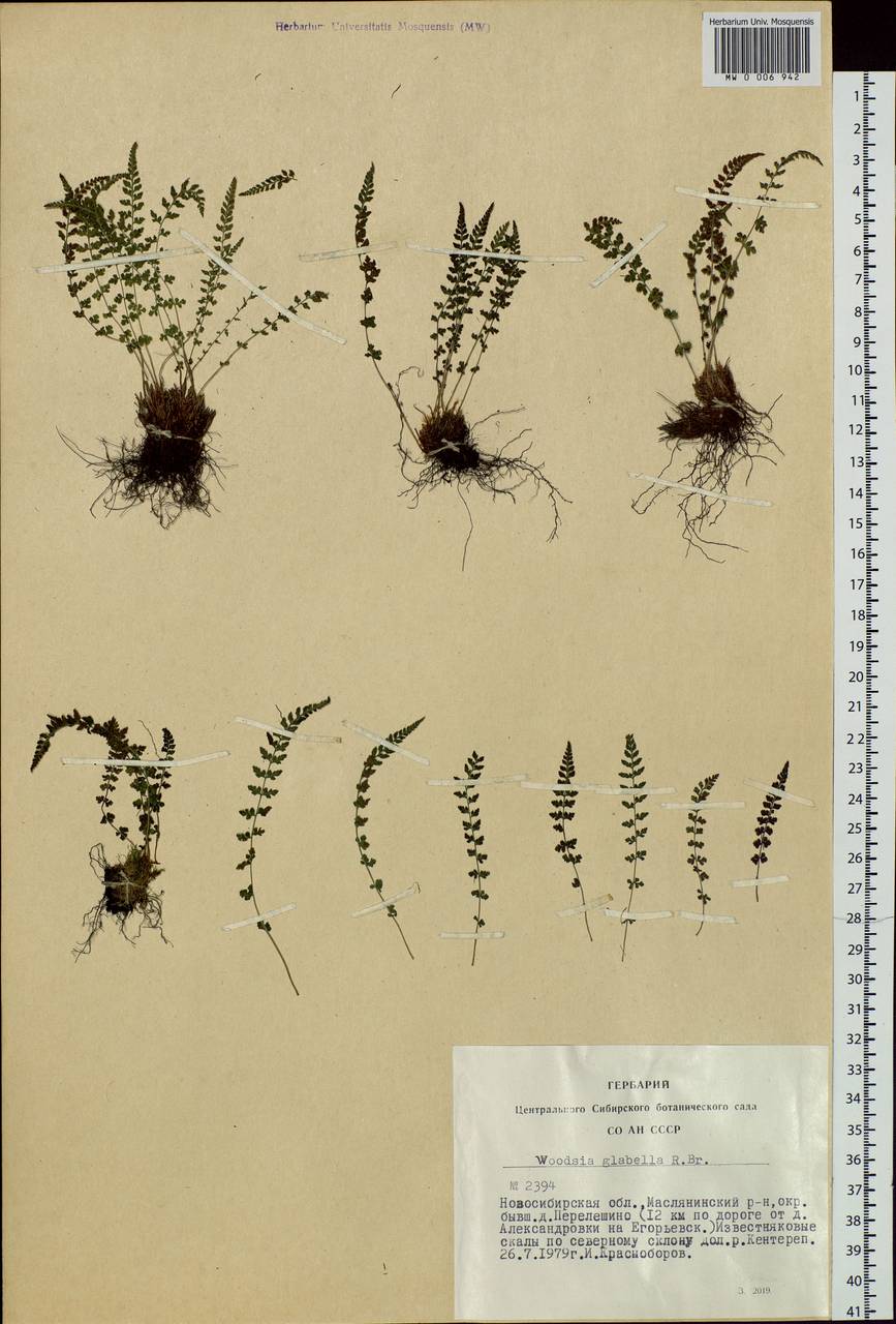 Woodsia glabella, Siberia, Western Siberia (S1) (Russia)