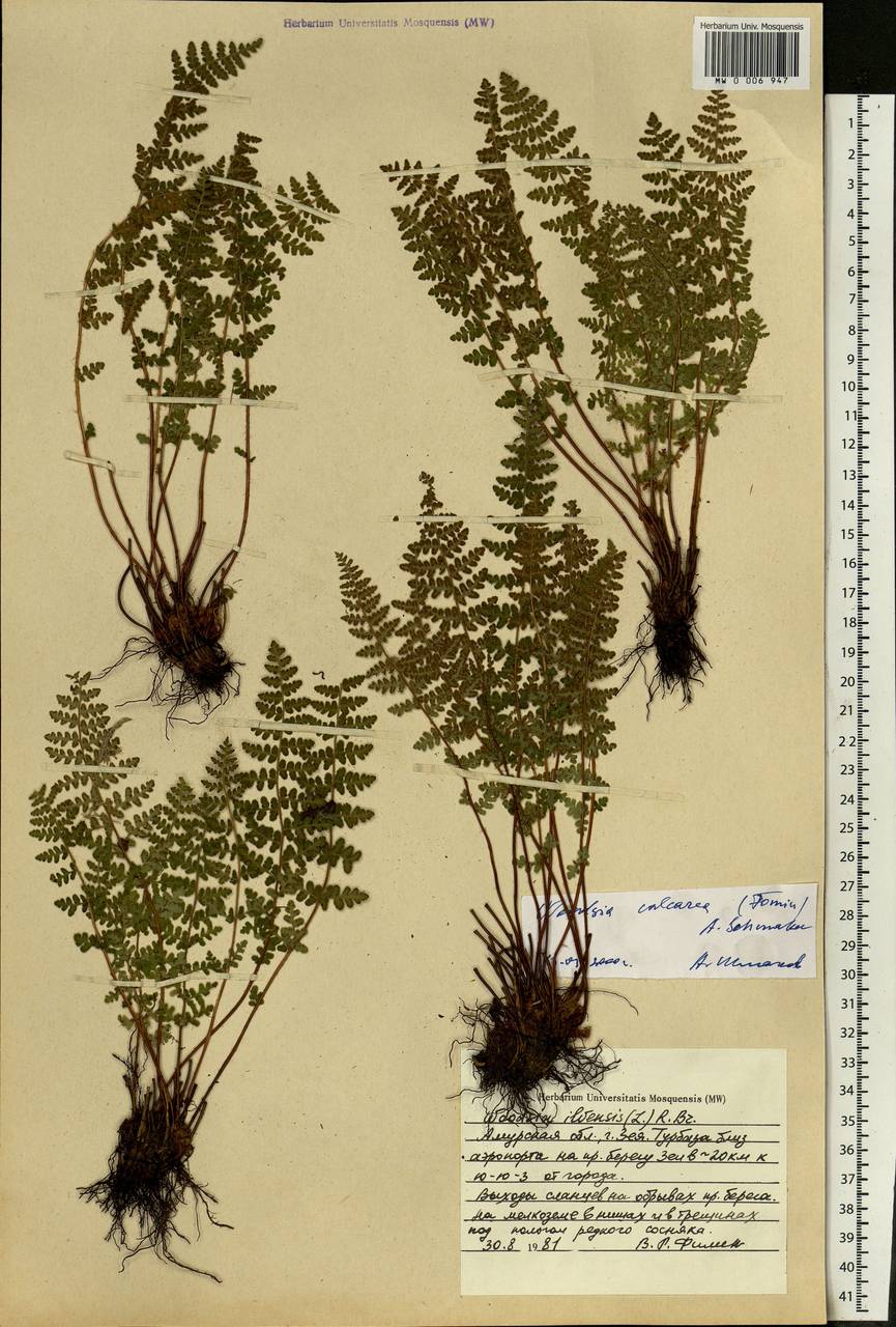 Woodsia calcarea (Fomin) Shmakov, Siberia, Russian Far East (S6) (Russia)