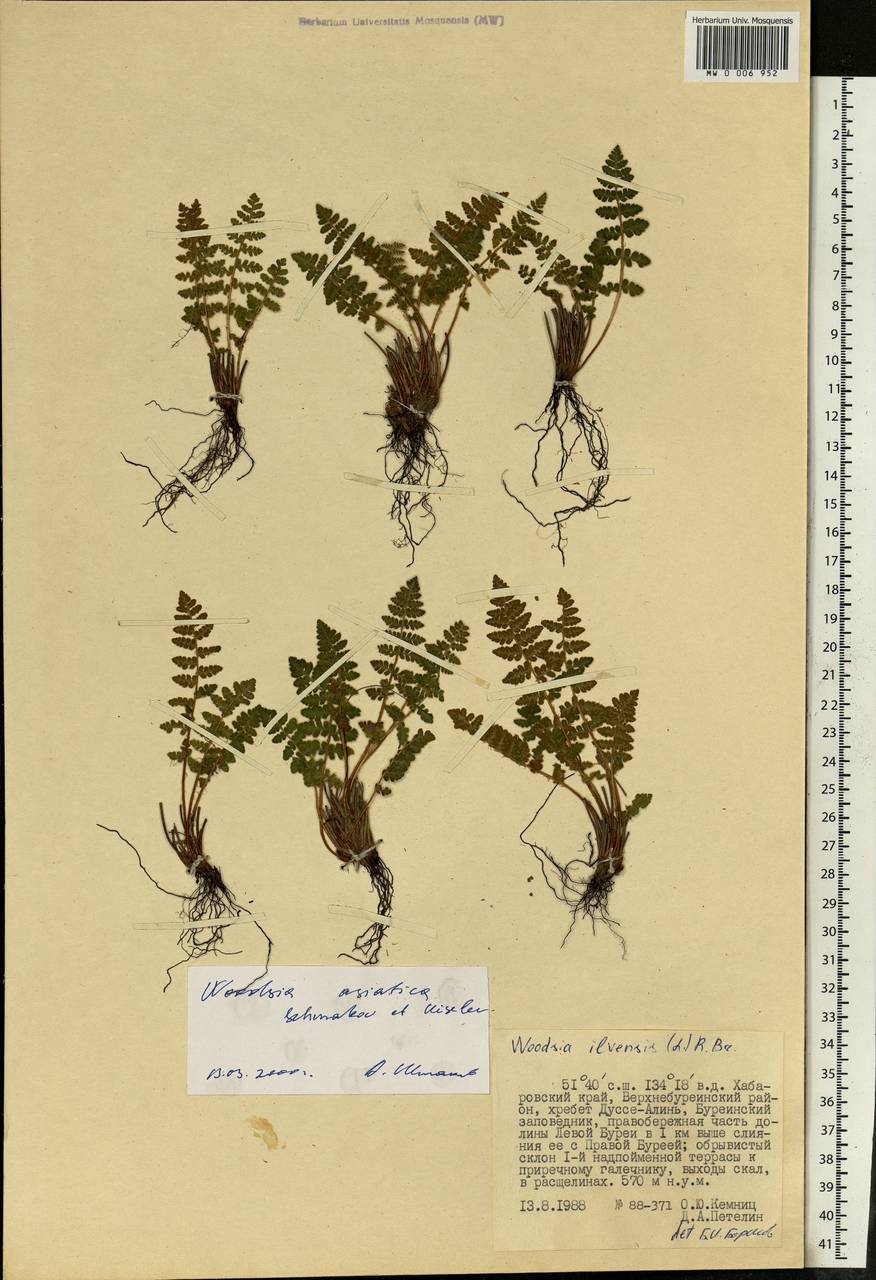 Woodsia asiatica Kiselev & Shmakov, Siberia, Russian Far East (S6) (Russia)